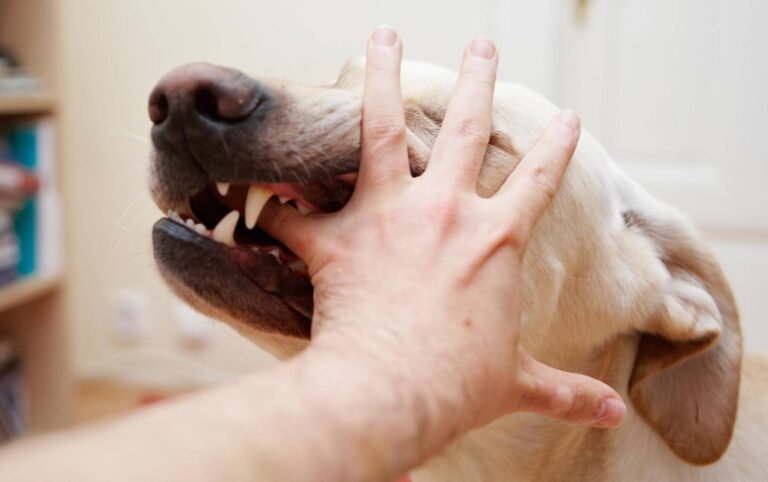 Pies gryzie rękę człowieka, za co można otrzymać odszkodowanie za pogryzienie przez psa.